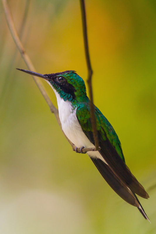 250 Colibri féerique Suamox.jpg