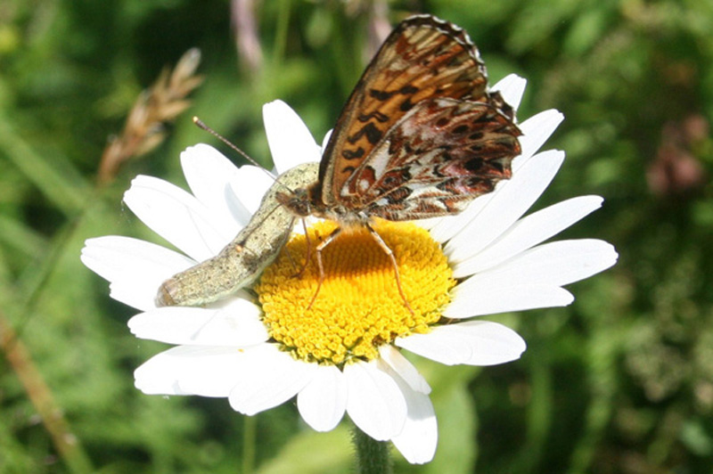 papillon 03.JPG