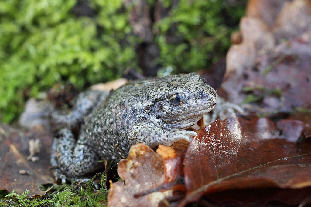 alyte - crapaud accoucheur IN.jpg