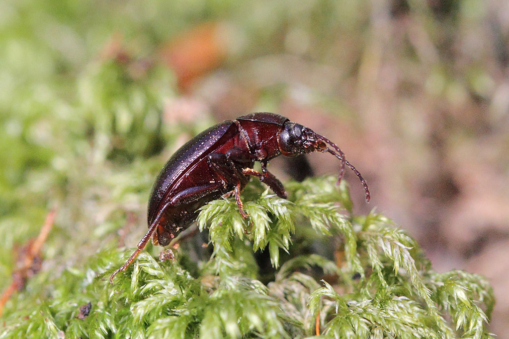 Nalassus laevioctostriatus  IN.jpg