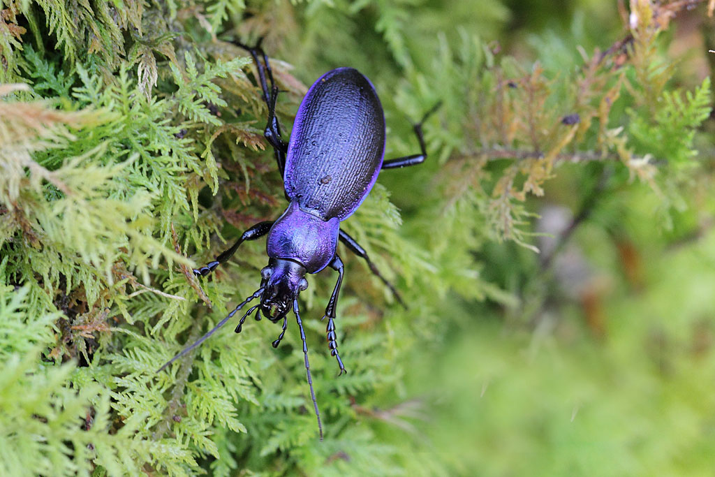 Carabus problematicus  IN.jpg