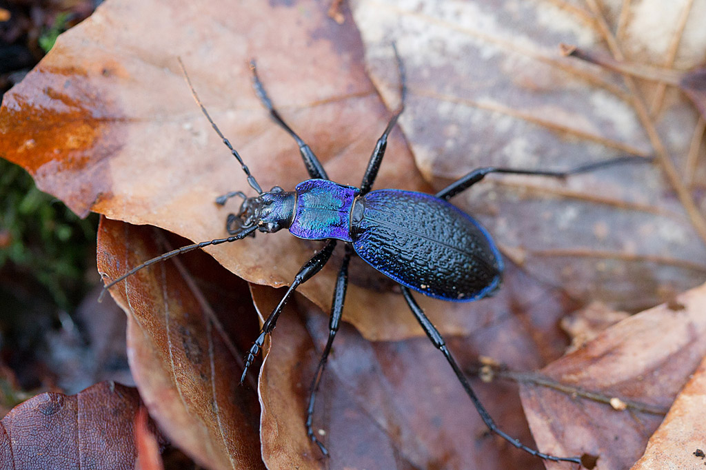 Carabus intricatus 2 IN.jpg