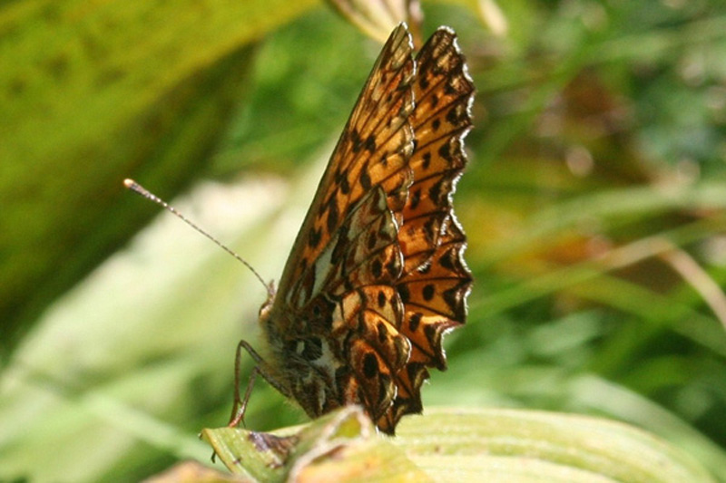papillon 04.JPG