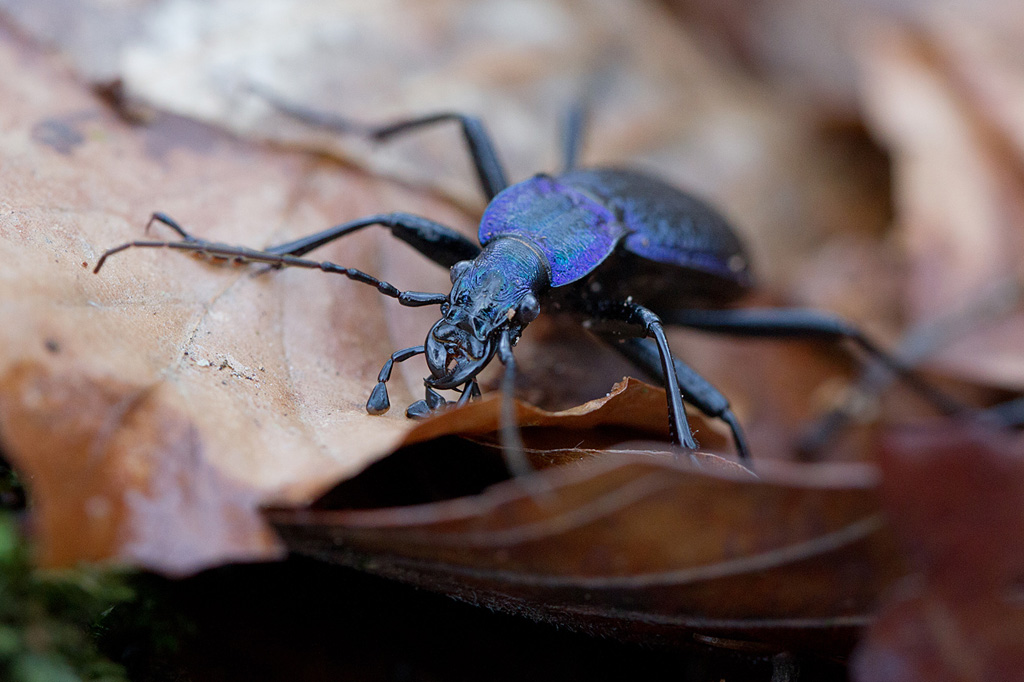 Carabus intricatus 1 IN.jpg