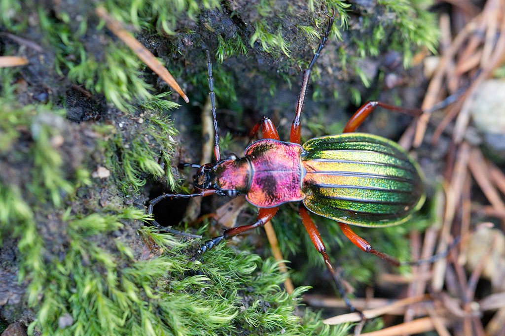 Carabus auronitens  IN.jpg