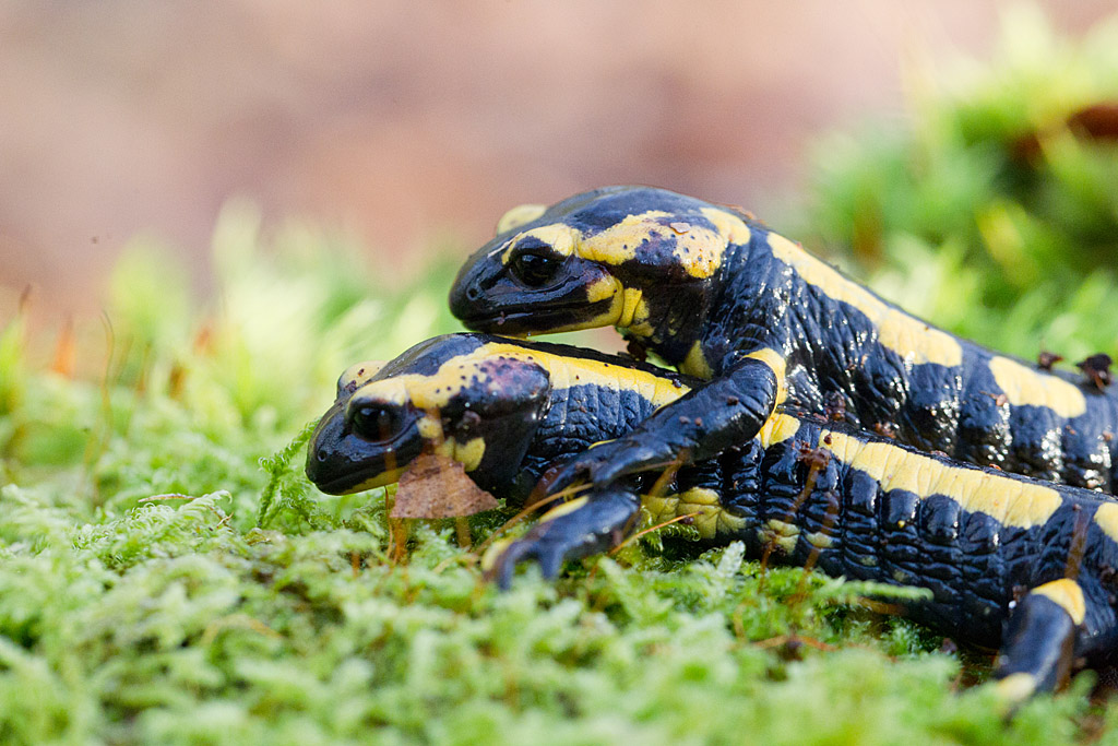 salamandres adultes 2  IN.jpg