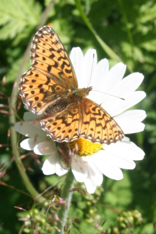 papillon 05.JPG