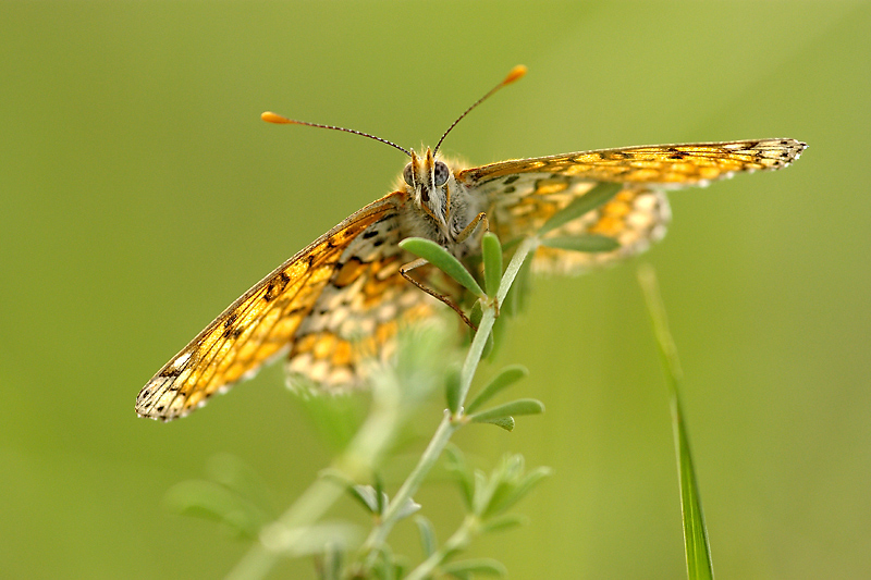 mélitée_plantain.jpg