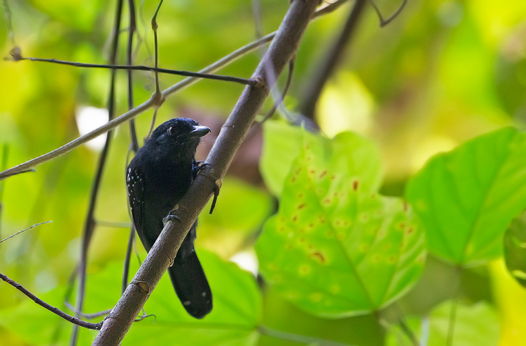 _MGL6764-Batara-capucin.jpg