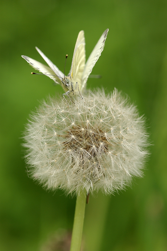 La-piéride-du-navet-(Pieris-napi)_6526.jpg