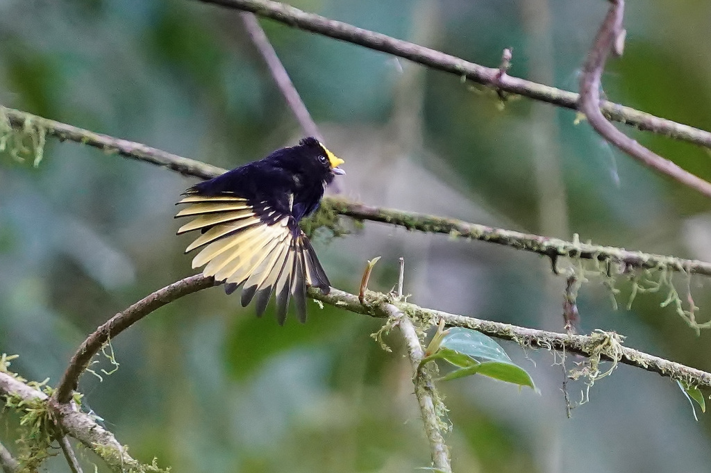 259 Manakin aux ailes d'or mâle - Paz.JPG