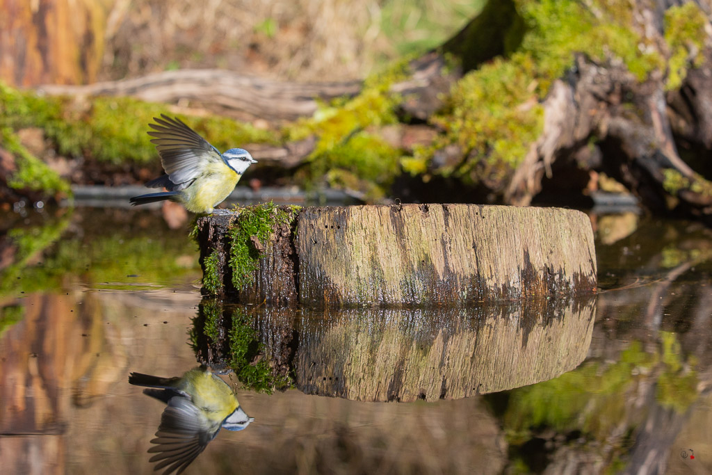 Mésange bleue (Parus caeruleus) European blue-572.jpg
