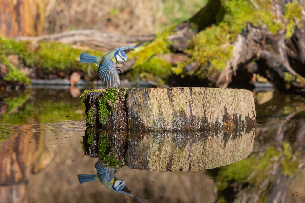 Mésange bleue (Parus caeruleus) European blue-574.jpg