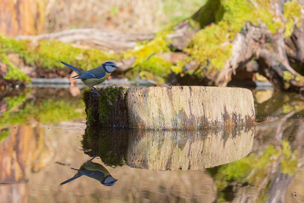 Mésange bleue (Parus caeruleus) European blue-575.jpg
