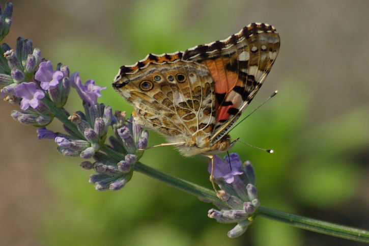 Belle dame (de mon jardin).JPG