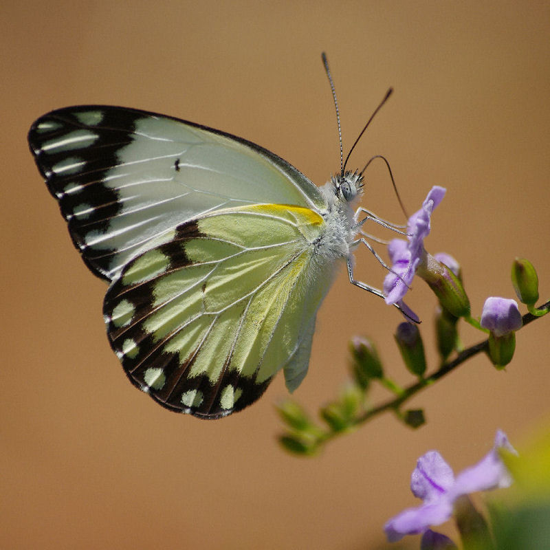 papillon éxotique.JPG