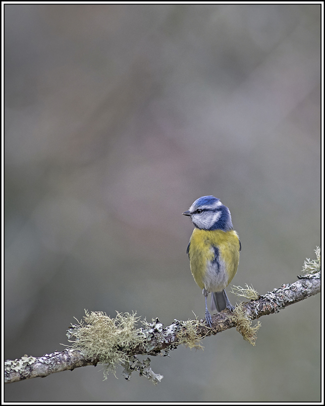 mesange_bleue(787).jpg