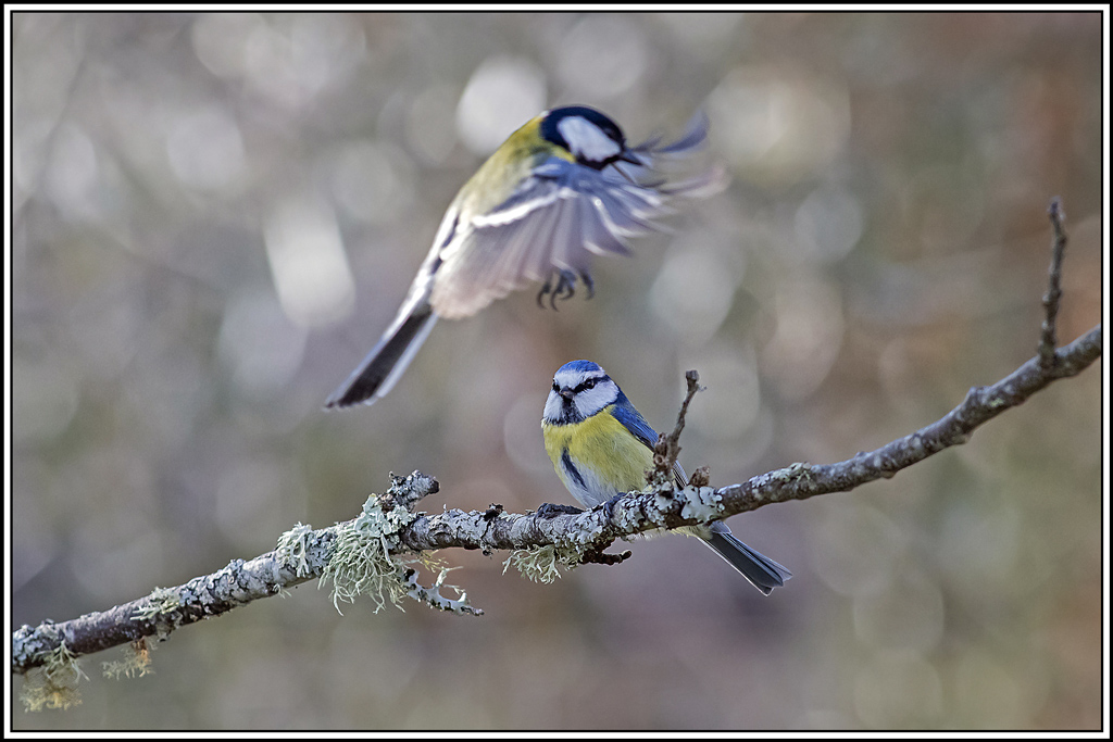 mesange_bleue(794).jpg
