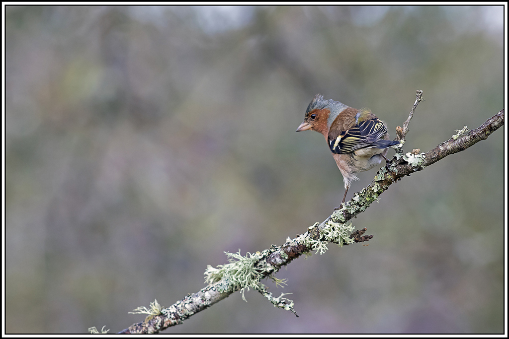 pinson_des_arbres(71).jpg