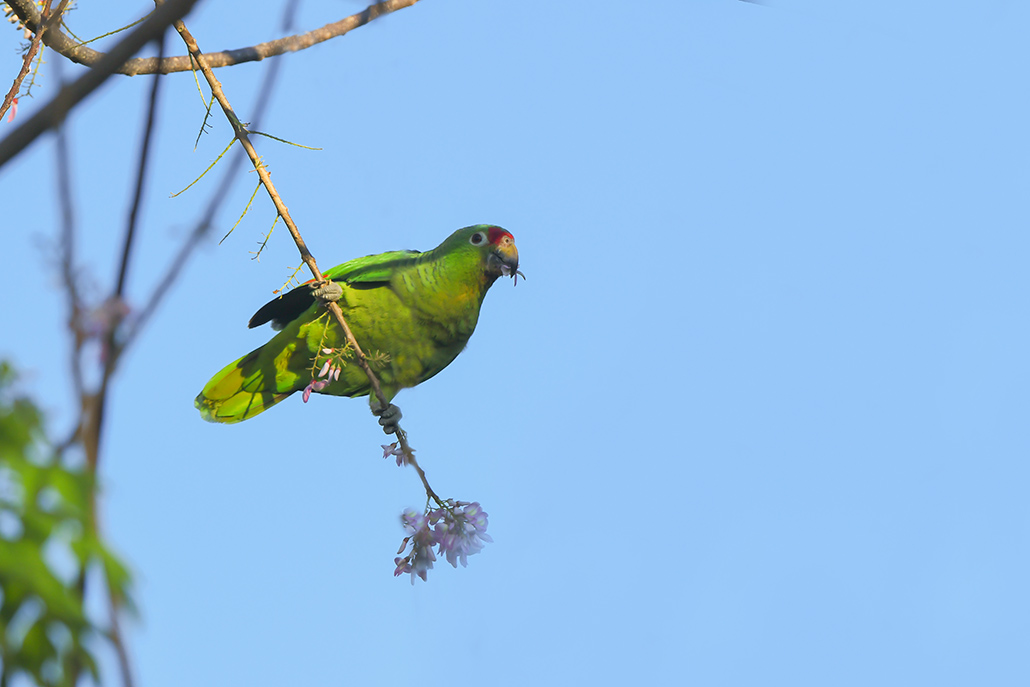 54-Amazone à lores rouges.jpg