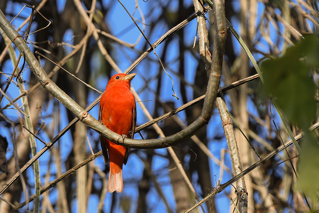 57-Tangara vermillon.jpg