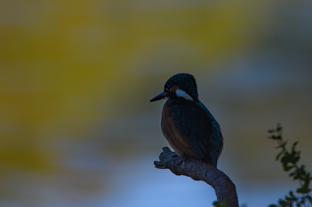 DSC_7266-Modifier.jpg