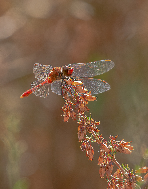Sympétrum rouge sang (Sympetrum sanguineum)-5.jpg