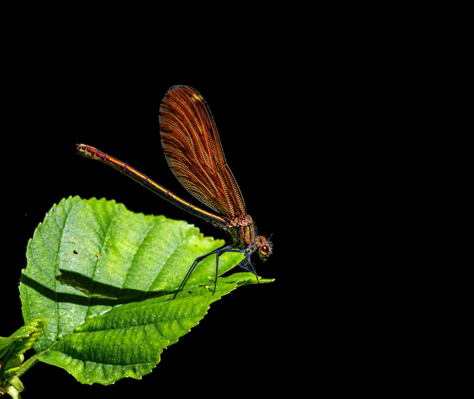 calopteryx.jpg