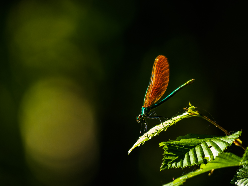 calopteryx_virgo.jpg