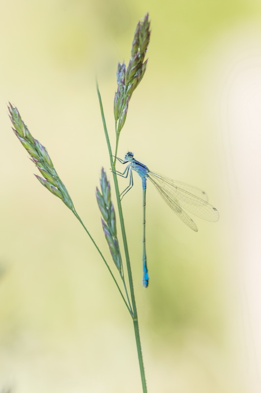 agrion 06 06  2021  02.jpg