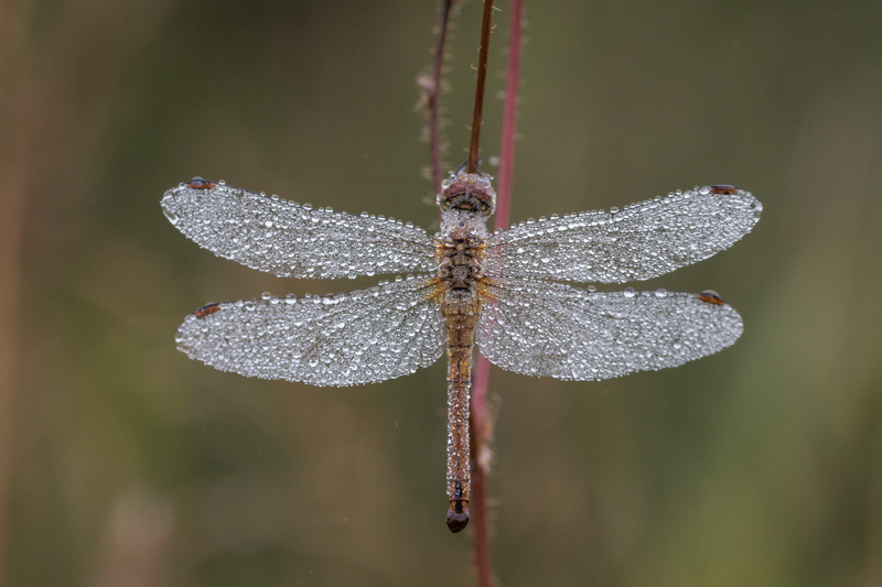 libellule 19  08  2021  02.jpg