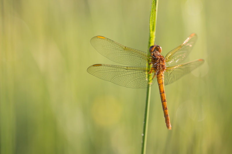 libellule 27 05 18  06.jpg