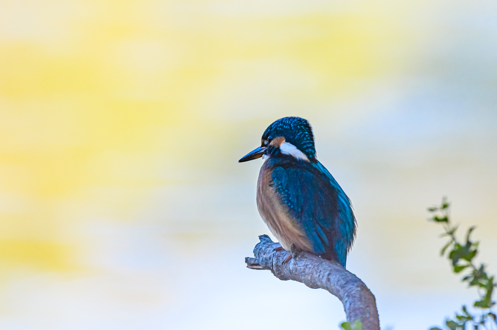 DSC_7266.jpg