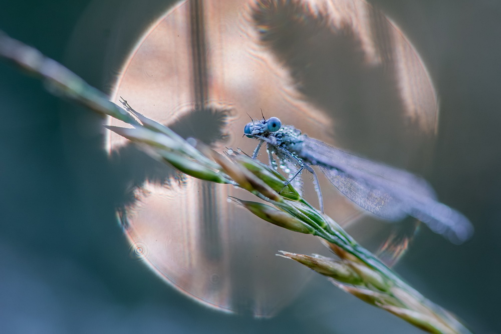 Agrion matin 1.jpg