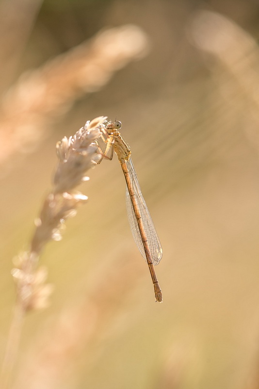 Agrion plein soleil 1.jpg