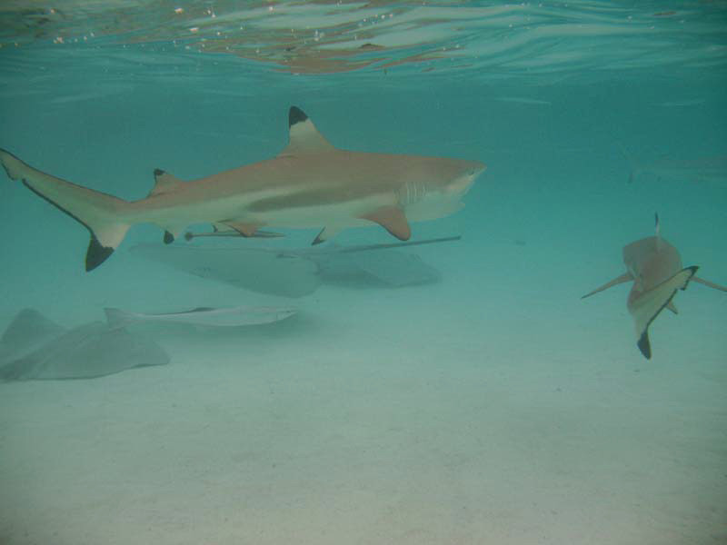 2009.04.29 065 Raies et requins.jpg