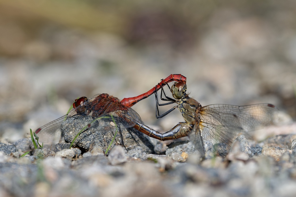 DSC_3760_DxO-256.jpg