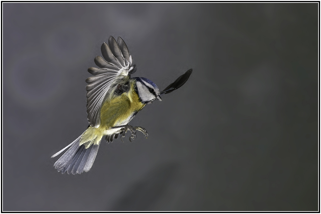 _8008369Corr  nature.jpg