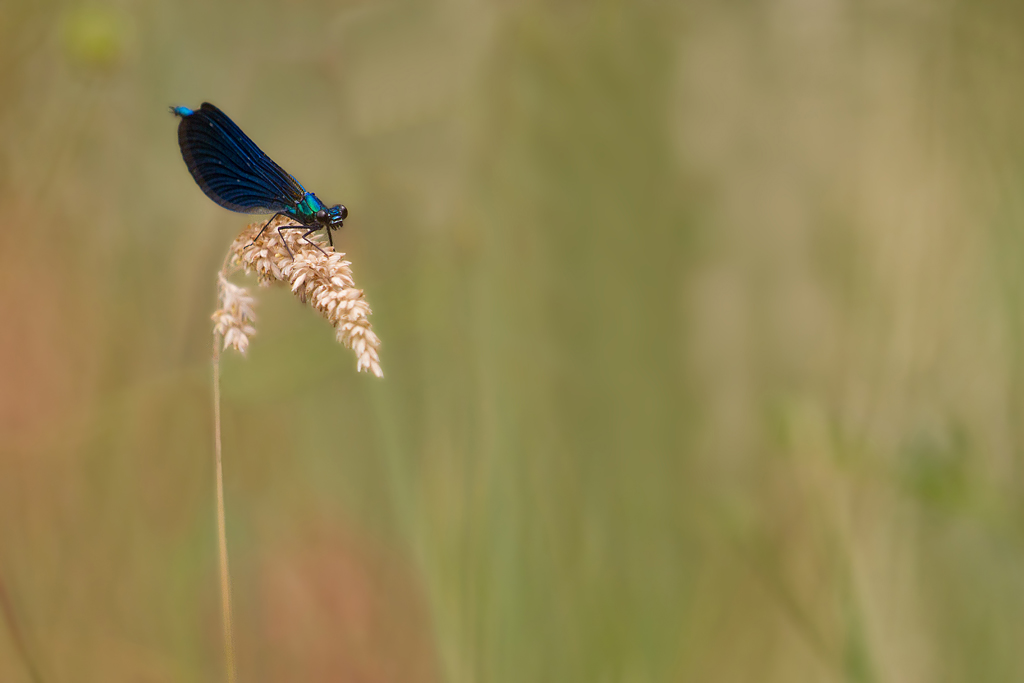 Calopteryx virgo.jpg