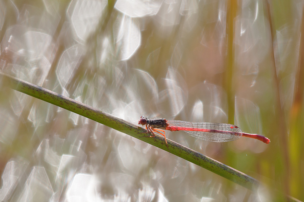 Ceriagrion tenellum.jpg
