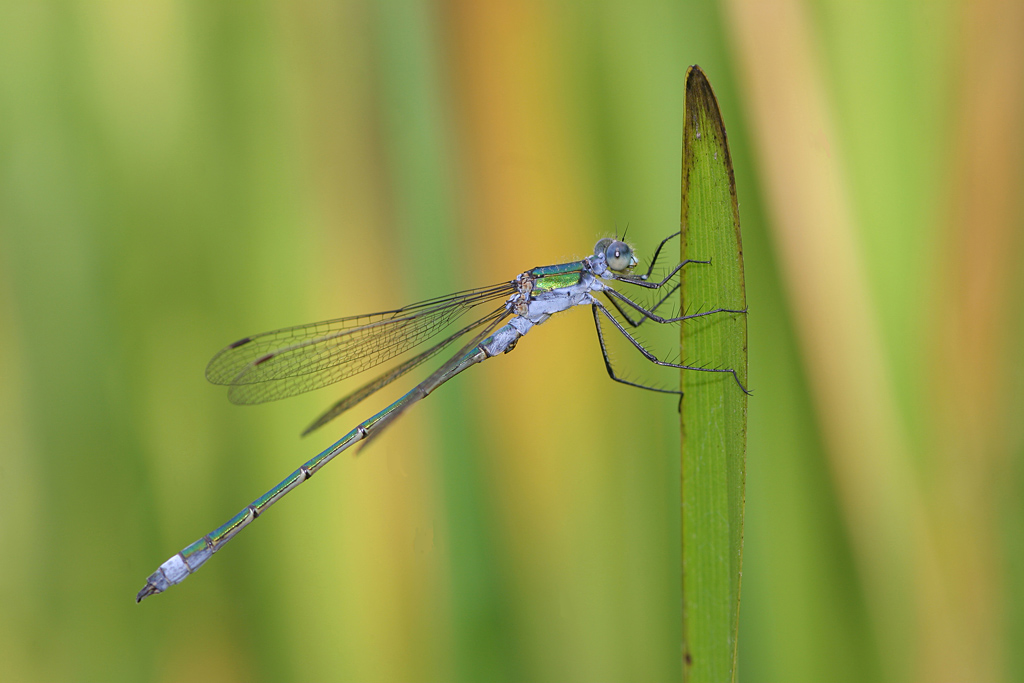 Leste dryade -  Lestes dryas.jpg