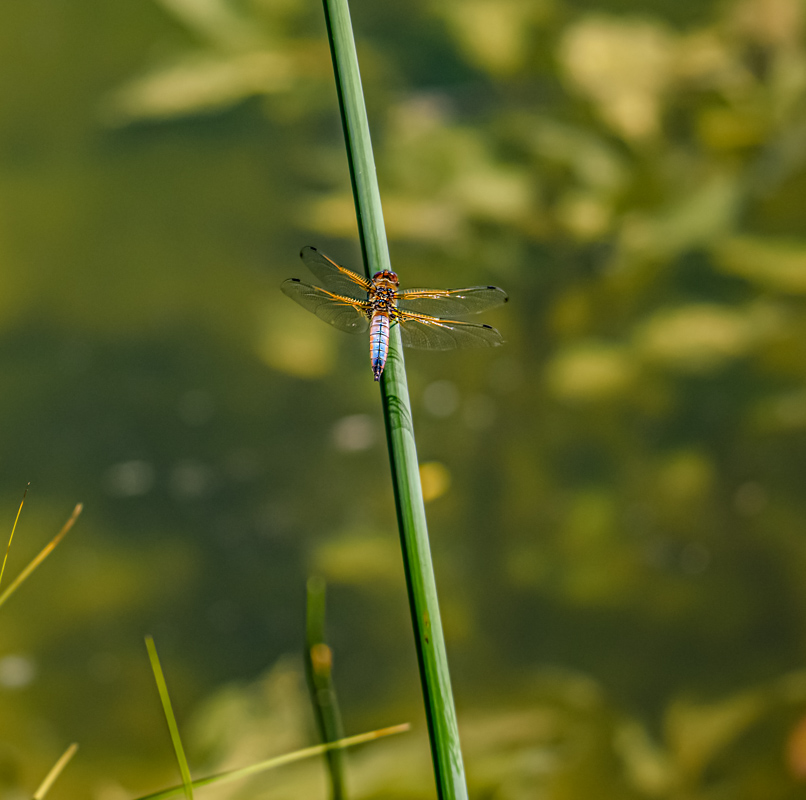 _DSC1602-Modifier-Modifier.jpg