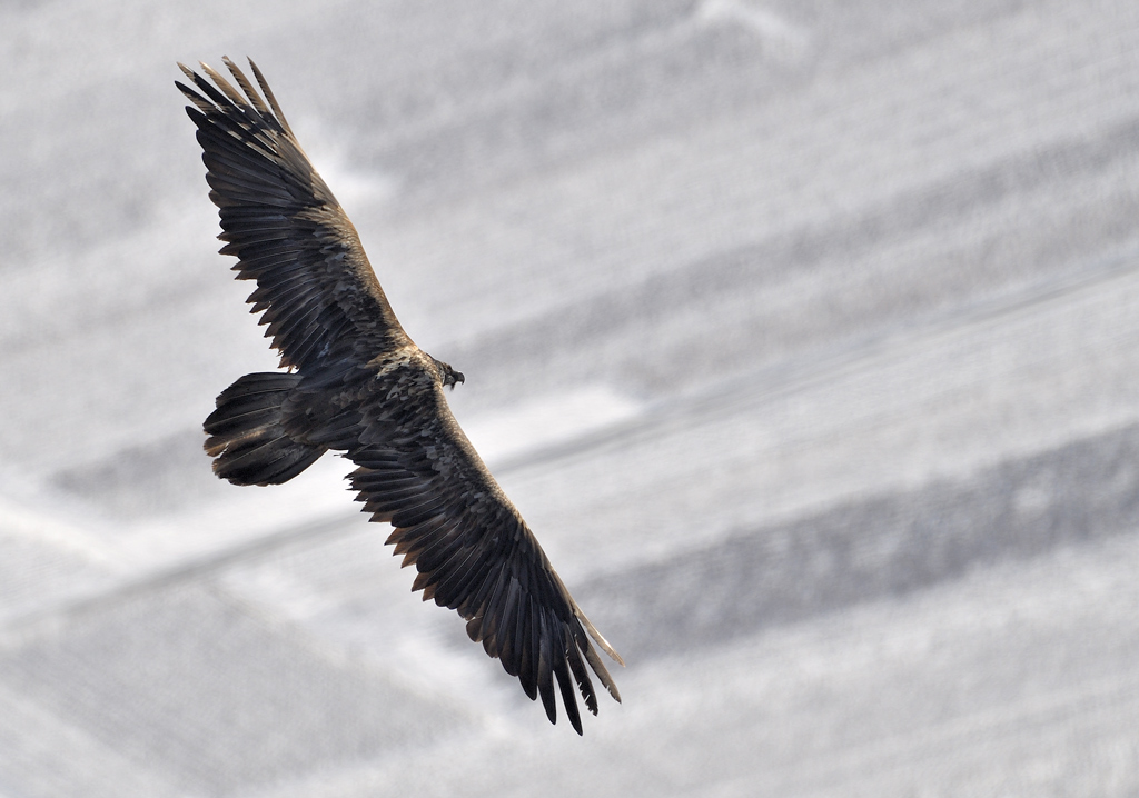 DS5_6527.jpg