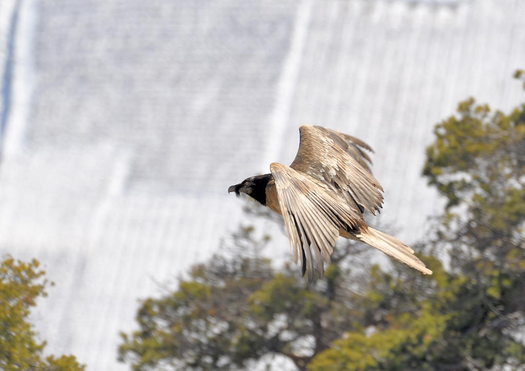 DS5_6533.jpg