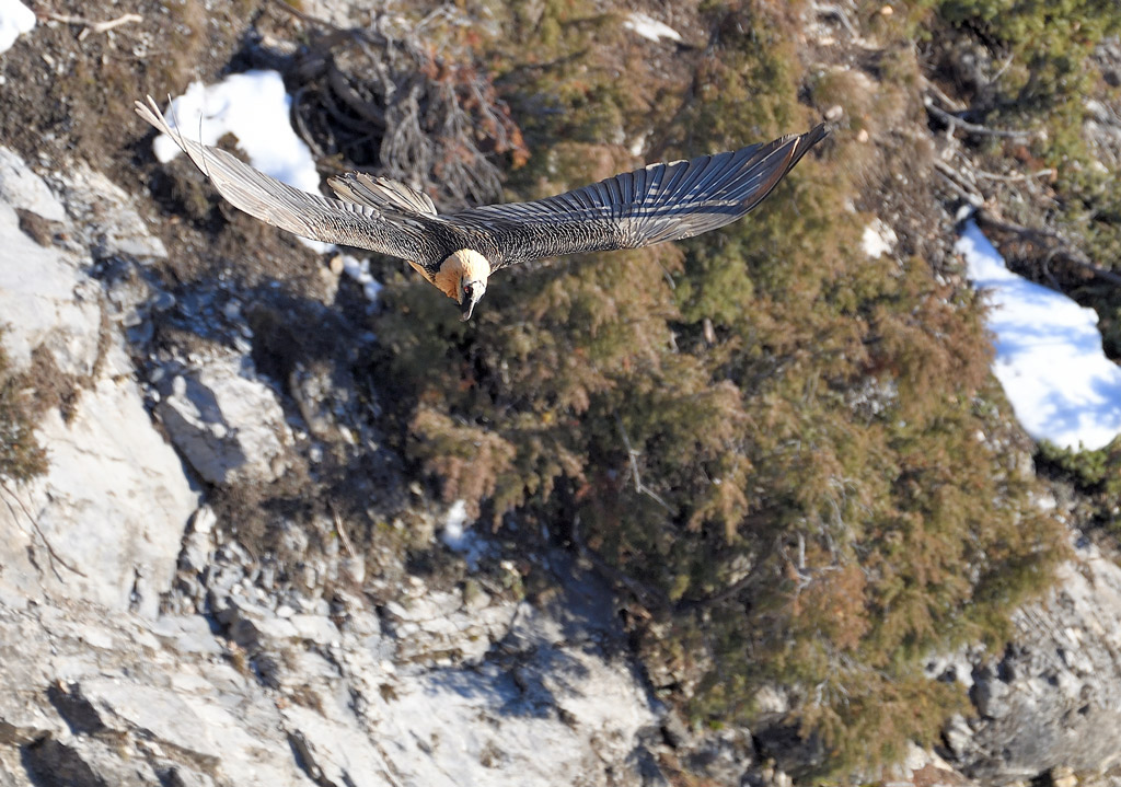 DS5_6593.jpg