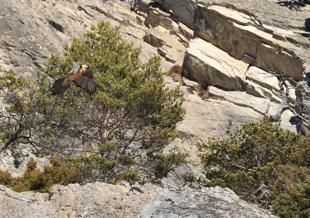 DS5_6606.jpg