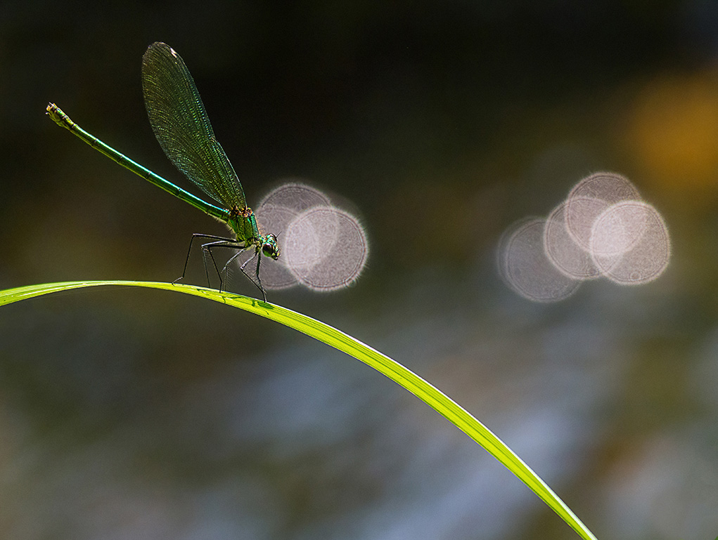Agrion vert.jpg