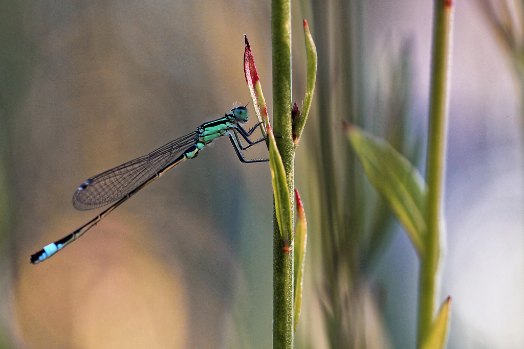 IMG_3520_DXO-1_DXO.jpg