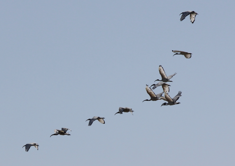 Ibis.JPG