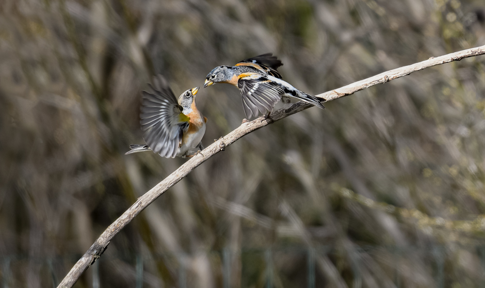 DSC_0385-Modifier.jpg